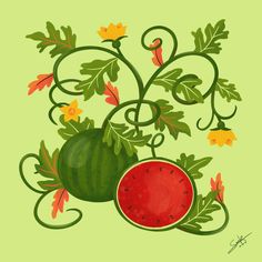 a watermelon and leafy plant with yellow flowers on a light green background