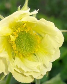 a yellow flower with green leaves in the background