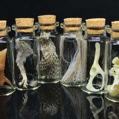 several different types of sea animals in glass bottles with corks on the top and bottom