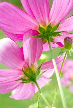 three pink flowers are blooming in the sun