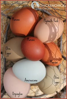 an image of eggs labeled in their names