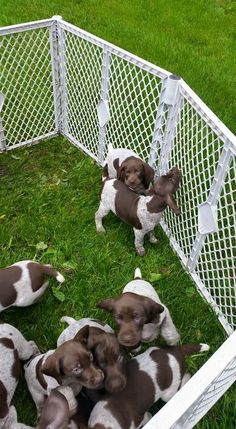 four puppies are in a metal cage on the grass, one is brown and white