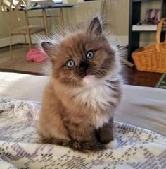 a small kitten sitting on top of a bed