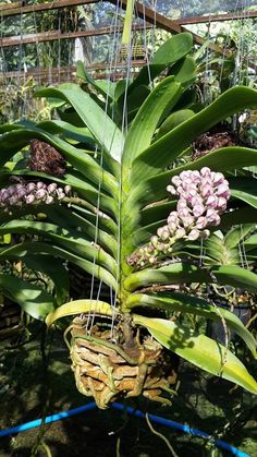 a large plant with flowers hanging from it's roots in a garden area,