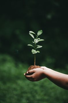 a person's hand holding a small tree