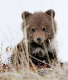 a small brown bear sitting on top of a snow covered ground next to tall grass