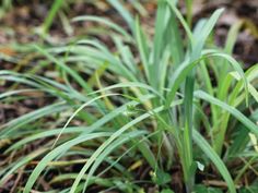 some very pretty green plants in the grass