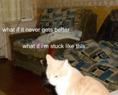 a white cat sitting on top of a wooden floor next to a couch and chair