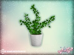 a potted plant with green leaves on a blue and pink wallpapered background