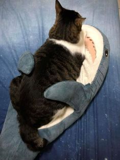 a cat laying on top of a stuffed shark