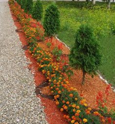 some orange and yellow flowers are growing on the side of a graveled path in front of a house