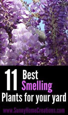 purple flowers with the words 11 best smelling plants for your yard on top of it