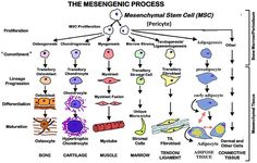 the mesenic process diagram with different types of cell membranes and their functions