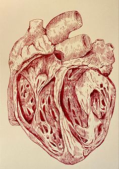 a drawing of a human heart in red ink on white paper, with the center section cut open