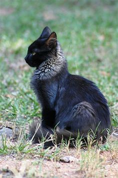 a black cat is sitting in the grass