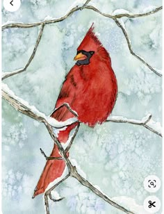 a red bird sitting on top of a tree branch covered in snow and surrounded by branches