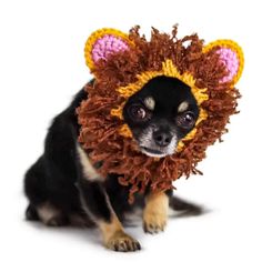 a small dog wearing a crocheted lion costume