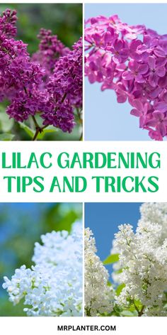 Infographic showing lilac care steps from planting to pruning Flower Planting Guide, Ac Maintenance, Insecticidal Soap, Neem Oil