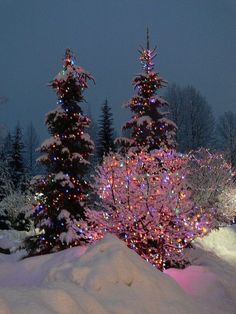 christmas trees are lit up with colorful lights in the snow and surrounded by evergreens