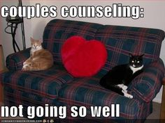 two cats sitting on a couch with the caption couples consuming not going so well