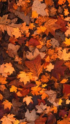 many different colored leaves are scattered on the ground in this photo, including oranges and yellows