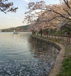 people are walking along the water near cherry blossom trees