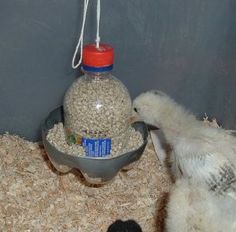 two small white birds standing next to each other on top of a carpeted floor