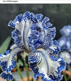 a blue and white flower with green leaves in the background