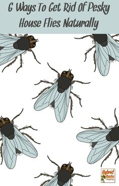 six flies with the words 6 ways to get rid of pecky house flies naturally