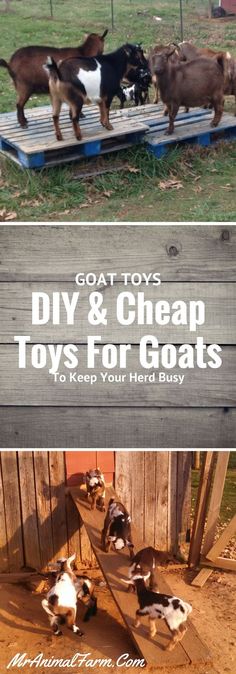 goats and sheep are standing in an enclosure with text overlay that reads goat toys diy & cheap toys for goats to keep your herd busy