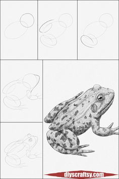 how to draw a frog sitting on the ground