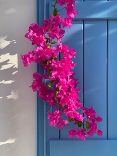 pink flowers are growing on the side of a blue door with shadows cast on it