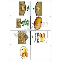 Unterrichtsmaterialien für den Sachunterricht (2bis 3-fach differenziertArbeitsblätterAuftragskarten und Lernspiele zum Thema Die Kartoffel (zBfür das Lernen an bis zu 31 Stationen im Herbst165 Seitenpdf-FormatKlassen 2-4 Science For Kids, Montessori, Pins