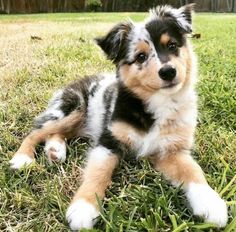 a puppy laying in the grass looking at the camera