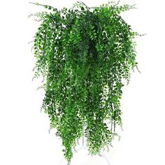 a green plant hanging from the ceiling