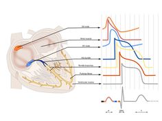 an image of the anatomy of the heart