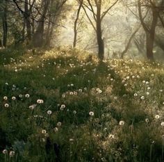 the sun shines through the trees and grass in this field full of dandelions