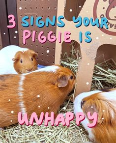 Ginuea Pig Cage, Small Guinea Pig Cage Ideas, Guinea Pig Diy Toys, Guinea Pig Toys Diy Homemade, Guinea Pig Cage Ideas Indoor, Ginie Pigs