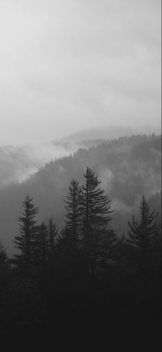 black and white photograph of trees with fog in the background