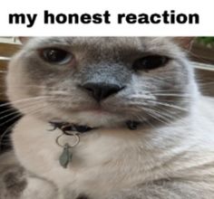 a cat that is sitting down with the caption'my honest reaction to you