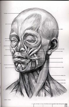 a drawing of the head and neck with muscles labeled