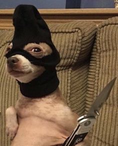 a small dog wearing a black mask and holding a pair of scissors in its mouth