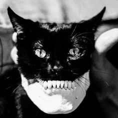 a black and white photo of a cat with a fake teeth on it's face