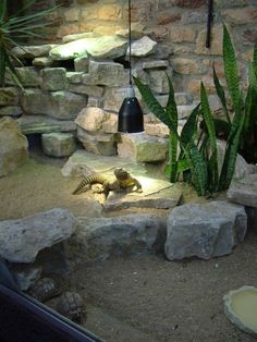 an iguana is sitting on the rocks in front of a lamp and some plants