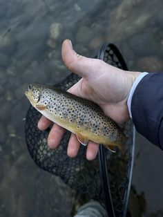 Caught this on the Blue River, unsure if it’s a brown or something else. Any help? Posted by No-Owl4185 The post Brown? appeared first on Flake Food.