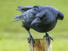 a black bird sitting on top of a wooden post