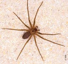 a brown spider sitting on top of a white floor