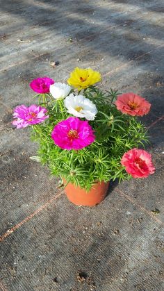 a potted plant filled with lots of flowers on top of a cement floor covered in dirt