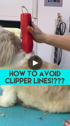 a dog getting his hair cut with an electric clipper