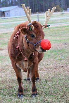 a brown cow with antlers and a red ball in it's mouth standing on grass